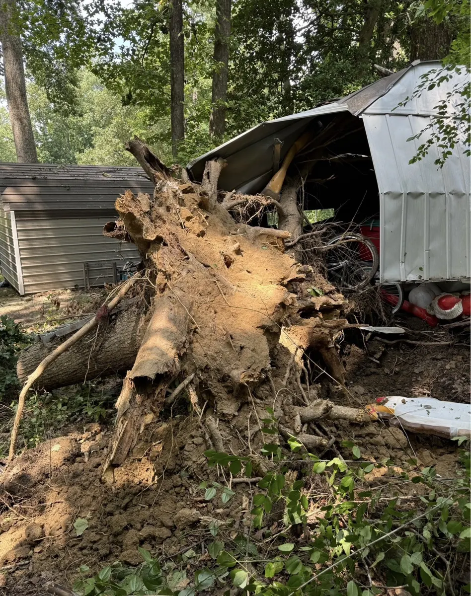 Uprooted storm damaged tree